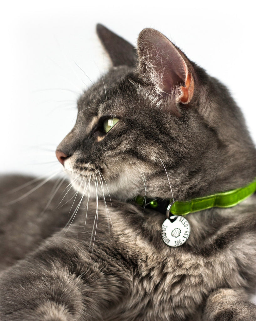Heart & Paw Pet ID Tag - Petite Cat or dog Tag - 3/4" pick your color Pet ID Tag - Personalized Cat ID Tag - Custom Pet Tag